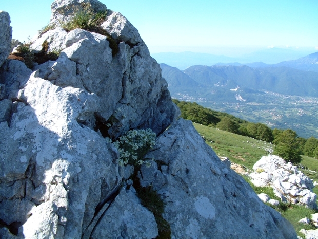 Arabis alpina subsp. caucasica / Arabetta del Caucaso